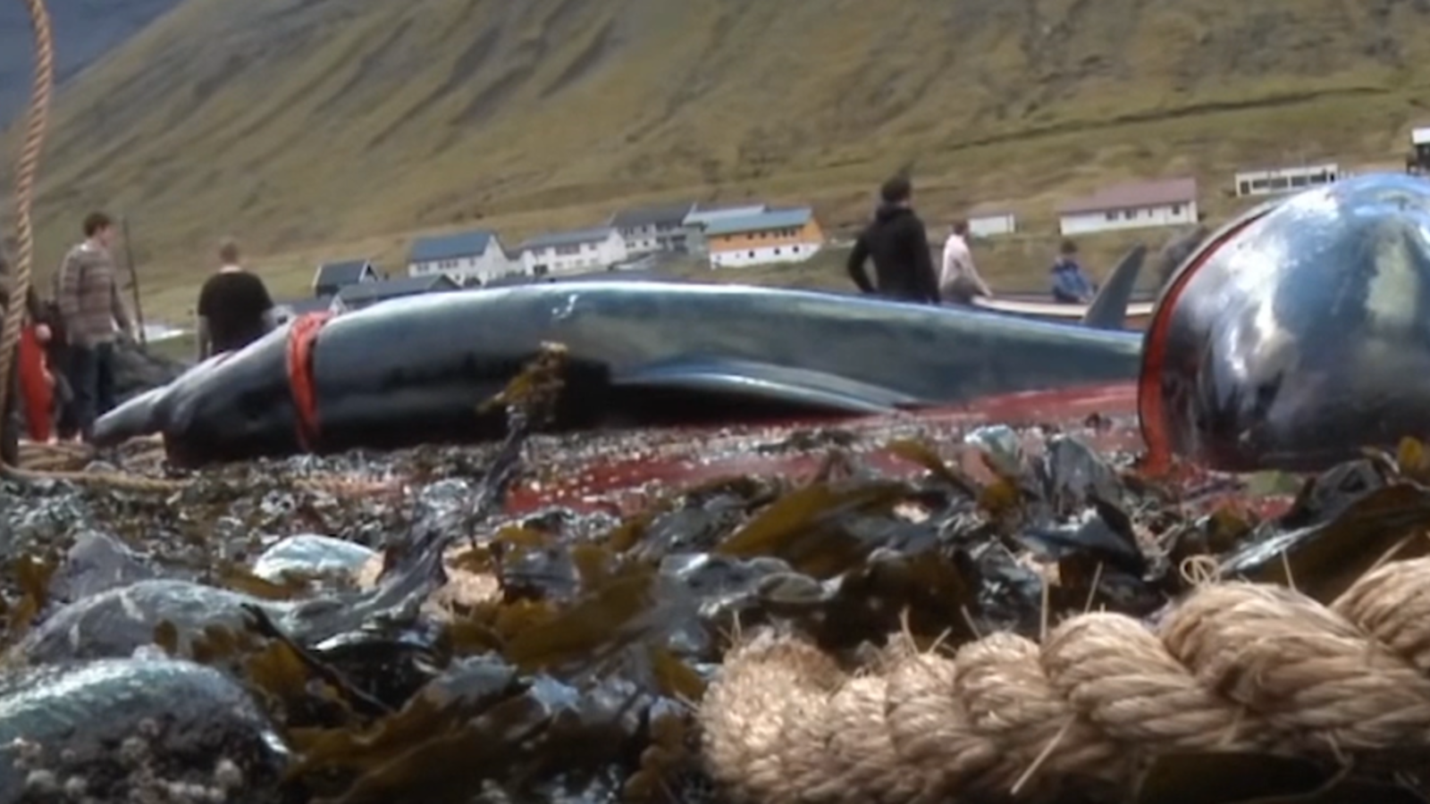 Wal-Jagd auf Färöer Insel geht weiter - oe24.at